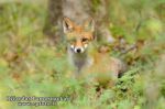 Lapė (Vulpes vulpes)